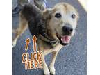 Adopt Kahlua (COH-A-9717) a Mixed Breed