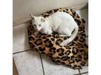 Adopt King a Domestic Short Hair