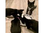 Adopt Prince a Domestic Short Hair