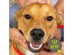 Adopt Nutmeg (COH-A-8492) a Mixed Breed
