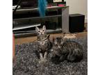 Adopt Remus a Domestic Short Hair