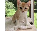 Adopt Sunny a Domestic Short Hair