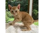 Adopt Luna a Domestic Short Hair