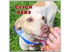 Adopt Flint (COH-A-9614) a Mixed Breed
