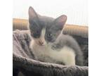 Adopt Percy a American Shorthair