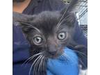 Adopt Kala (COH-A-10137) a Domestic Short Hair