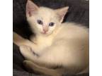 Adopt Snowball a American Shorthair
