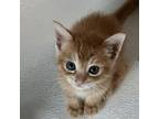 Adopt Cat-su (COH-A-10059) a Domestic Medium Hair