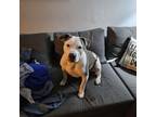 Adopt Romeo a Pit Bull Terrier, Mastiff