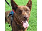Adopt Nate a Australian Kelpie