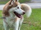 Adopt Stark a Husky