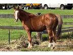 Large Chestnut Trakehner Stallion