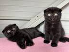 Chocolate Scottish Fold And Straight Kittens