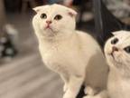 5 Male Cream Coloured Scottish Folds