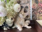 Abri Maine Coon Female