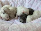 New Litter Persians Michigan