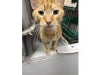 Chester, Domestic Shorthair For Adoption In Fairfield, Illinois