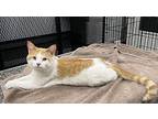 Casey, Domestic Shorthair For Adoption In Estherville, Iowa