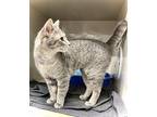 Natalie, Domestic Shorthair For Adoption In Estherville, Iowa