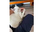 Kimba 4487, Siamese For Adoption In Bonsall, California