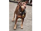 Sebastian, Miniature Pinscher For Adoption In Sacramento, California