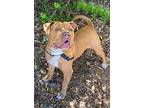 Hudson, American Pit Bull Terrier For Adoption In Alameda, California