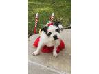 Barbie, Wheaten Terrier For Adoption In Grand Terrace, California