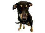 Henry, Doberman Pinscher For Adoption In Little Rock, Arkansas