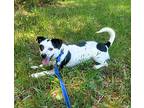 Oswald, Dachshund For Adoption In Louisa, Virginia