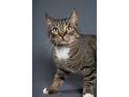 Michael Scott, Domestic Shorthair For Adoption In Cornersville, Tennessee