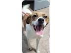 Ellie May, Jack Russell Terrier For Adoption In Osgood, Indiana