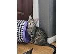 Pepperr, Domestic Shorthair For Adoption In Fond Du Lac, Wisconsin