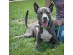 Pharroh, American Staffordshire Terrier For Adoption In Huntley, Illinois