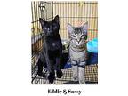 Black Eddie, Domestic Shorthair For Adoption In Lewistown, Pennsylvania