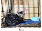 Sassy, Domestic Shorthair For Adoption In Lewistown, Pennsylvania