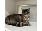 Adopt Microsoft a Domestic Short Hair
