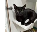 Adopt Midnight a Domestic Short Hair