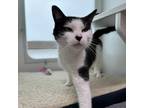 Adopt Kara a Domestic Short Hair