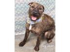 Adopt Ivy Jean a Wirehaired Terrier
