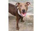 Adopt Earth a Pit Bull Terrier, Hound