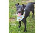 Adopt Missy a Feist