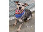 Adopt Jessie a Australian Cattle Dog / Blue Heeler