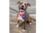 Adopt Ursula a Pit Bull Terrier