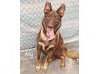 Adopt Ally a German Shepherd Dog