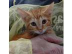 Adopt Fire Flower a Domestic Short Hair