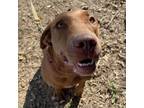 Adopt ILU a Labrador Retriever, Mixed Breed