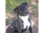 Adopt Selena a Black Labrador Retriever, Pit Bull Terrier