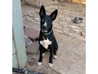 Adopt Tea a Terrier