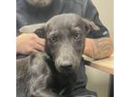 Adopt Jelly a Shepherd