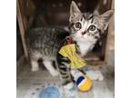 Adopt Lady Jessica a Domestic Short Hair